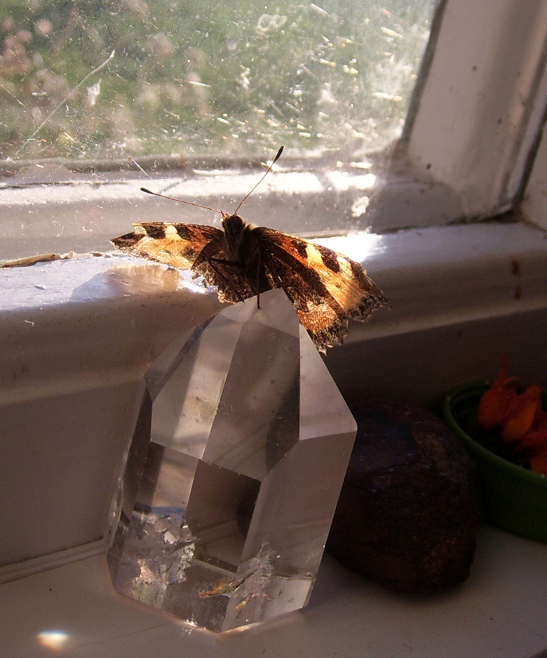 butterfly