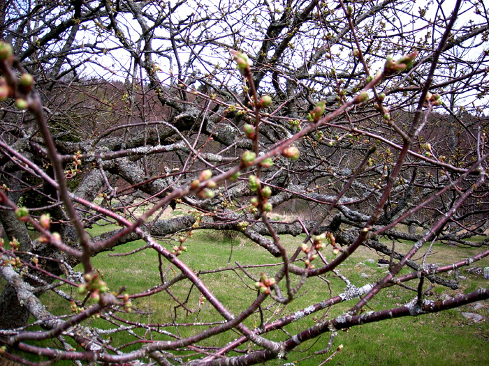 tree